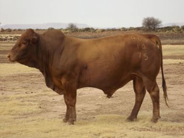 Lot 10 AVR 14 75 - 